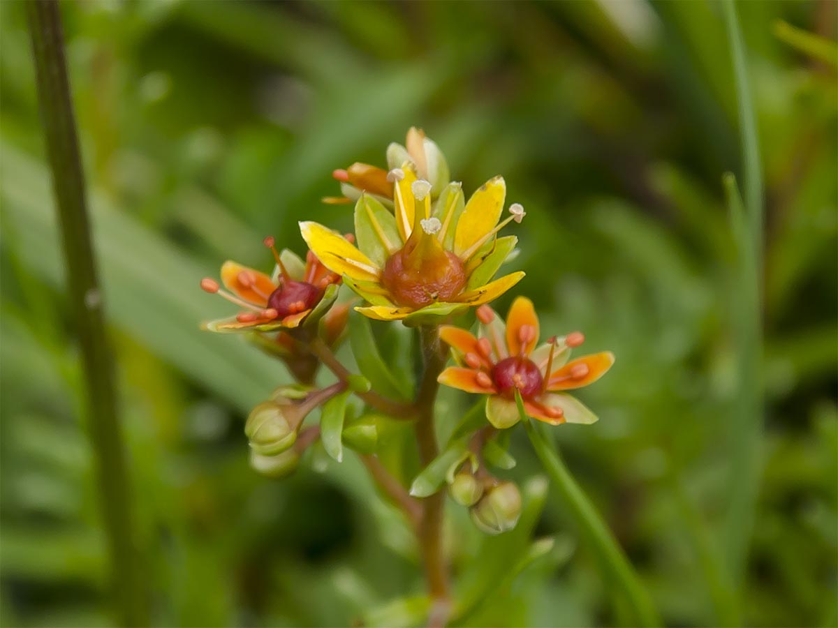 Saxifraga aizoides